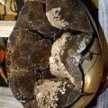superbe Septaria Sauvage
